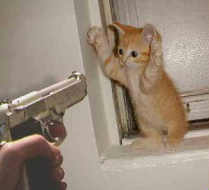 stickupcat.jpg