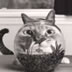 catinbowl.jpg